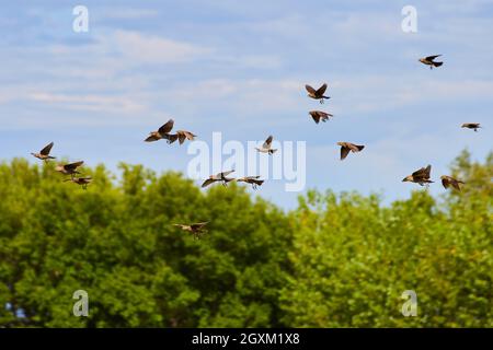 Grande gruppo di piccoli uccelli che volano attraverso la foresta Foto Stock