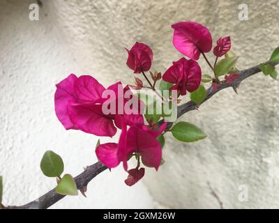 fiori rosa di santa rita Foto Stock