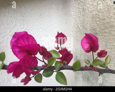 fiori rosa di santa rita Foto Stock