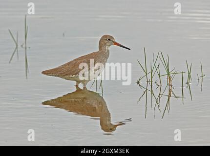 Comune Redshank (Tringa totanus) adulto che guado nella prateria allagata Sri Lanka Dicembre Foto Stock