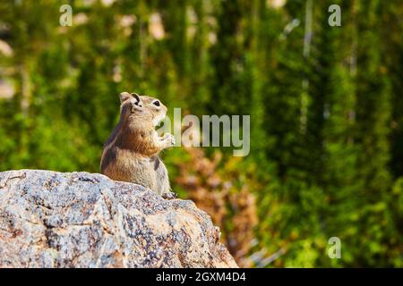 Particolare di chipmunk seduto su roccia con vista sulla foresta Foto Stock