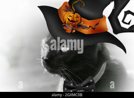 Carta di Halloween con gatto nero con cappello di strega Foto Stock
