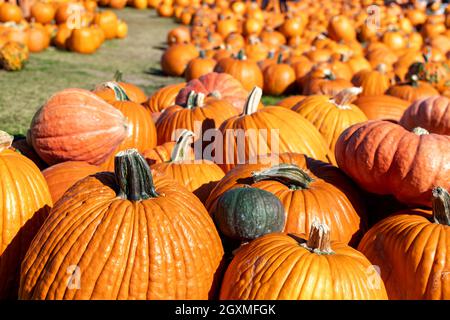 Le famiglie cercano le zucche in un festival di raccolta dell'autunno di ottobre a Green Bluff, un sobborgo di Spokane Washington, USA. Foto Stock