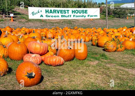 Le famiglie cercano le zucche in un festival di raccolta dell'autunno di ottobre a Green Bluff, un sobborgo di Spokane Washington, USA. Foto Stock