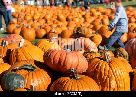 Le famiglie cercano le zucche in un festival di raccolta dell'autunno di ottobre a Green Bluff, un sobborgo di Spokane Washington, USA. Foto Stock