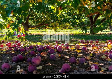 Le mele si stendono a terra in un frutteto di mele a Green Bluff, Washington, USA Foto Stock