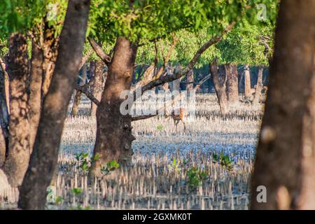 Asse dei cervi avvistato in una foresta di mangrovie a Sundarbans, Bangladesh Foto Stock