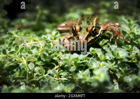 Una rana marrone, nera e verde tenta di nascondersi in vegetazione lussureggiante Foto Stock