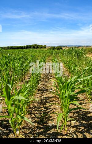 File di piante di mais giovani che crescono in un campo di fattoria. Nessuna gente. Foto Stock