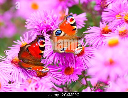 Berlino, Germania. 03 ottobre 2021. 03.10.2021, Berlino. Due farfalle di pavone (Aglais io, Inachis io, Nymphalis io) si siedono sui fiori rosa di un'astra in cerca di nettare. Credit: Wolfram Steinberg/dpa Credit: Wolfram Steinberg/dpa/Alamy Live News Foto Stock