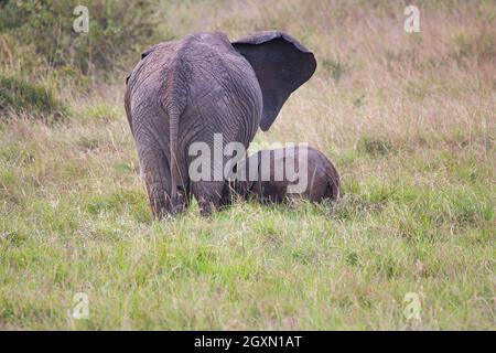 Vista sul retro di un elefante femmina con un polpaccio allattato Foto Stock