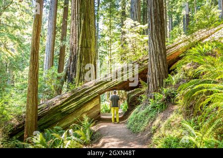 Ritagliare un albero di sequoie per rendere possibile il passaggio sul sentiero con un uomo che cammina attraverso Foto Stock