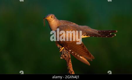 Cucucuculo comune, cuculo canoro, mangiare verme su legno in serata estiva. Animale maschio piume che tiene l'insetto sul ramo al tramonto. Uccello selvatico in cerca Foto Stock