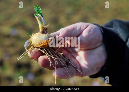 Uomo che tiene un bulbo zafferano per piantare in terreno aperto. Foto Stock