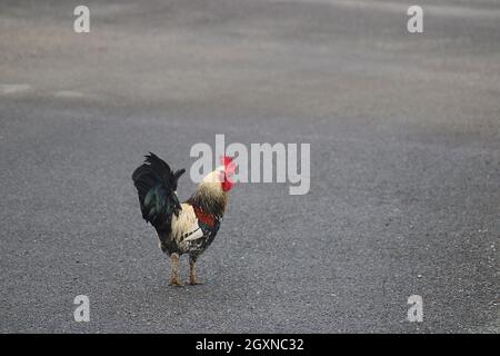 Polli attraversare una strada Foto Stock