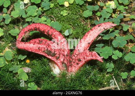 Il polpo Stinkhorn (Clithrus archeri) formò un corpo fruttato, Allgaeu, Baviera, Germania Foto Stock