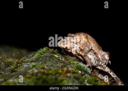 Rospo comune (Bufo bufo), coppia sulla strada per la riproduzione del suolo, fotografia notturna, Velbert, Renania settentrionale-Vestfalia, Germania Foto Stock