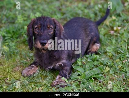 Dachshund (Canis lupus familiaris), cucciolo, maschio, 4 mesi, sdraiato in erba, Baden-Wuerttemberg, Germania Foto Stock