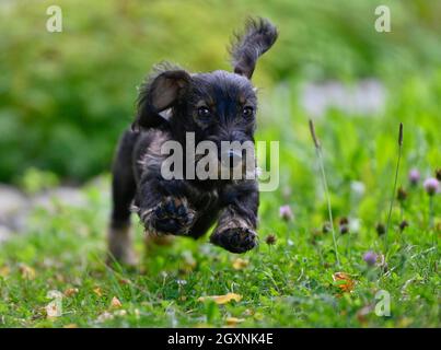 Dachshund (Canis lupus familiaris), cucciolo, maschio, 4 mesi, salti, Baden-Wuerttemberg, Germania Foto Stock
