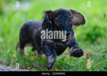Dachshund (Canis lupus familiaris), cucciolo, maschio, 4 mesi, salti, Baden-Wuerttemberg, Germania Foto Stock
