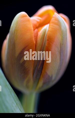 Bella tulipano arancione. Tulipani arancione isolato su sfondo nero Foto Stock