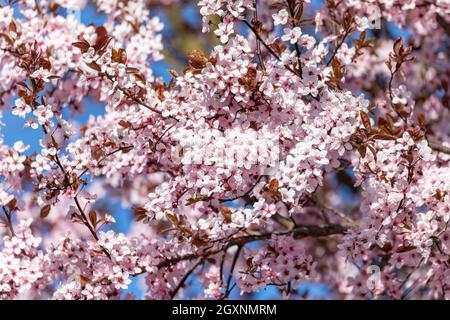 sakura, rosa fiorisce l'albero di ciliegia durante la primavera. Scena primaverile, Repubblica Ceca Foto Stock