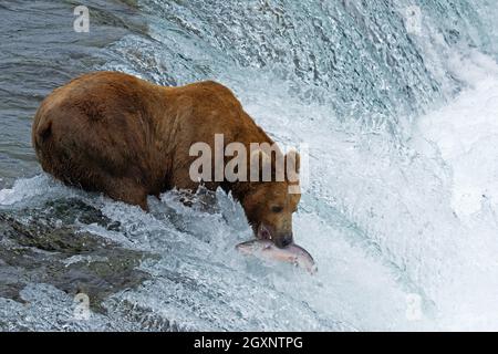 Orso bruno, arctos Ursus, salmone da pesca calice in cima alle cascate Brooks, Katmai National Park and Preserve, Alaska, USA Foto Stock