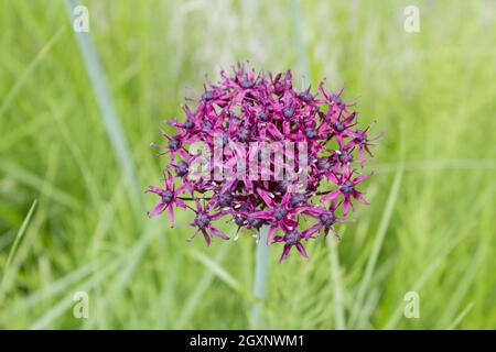 Colore porpora cipolla ornamentali (Allium bulgaricum) in un giardino botanico Foto Stock