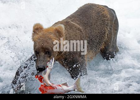 Orso bruno, arctos di Ursus, mangia un salmone del calzeye pieno di uova alla parte inferiore delle cadute di Brooks, parco nazionale e riserva di Katmai, Alaska, Stati Uniti Foto Stock