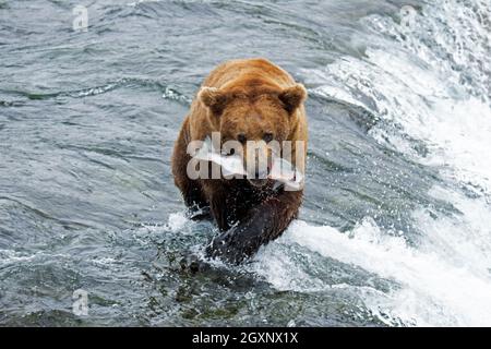 Orso bruno, arctos Ursus, salmone da pesca calice in cima alle cascate Brooks, Katmai National Park and Preserve, Alaska, USA Foto Stock