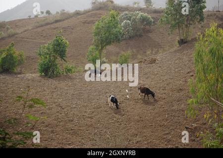 Allevamenti di mucche e bestiame (Bubulcus ibis) su campi di raccolta, allevamento estensivo, Rui Vaz, regione montana, Isola di Santiago, Capo Verde Foto Stock