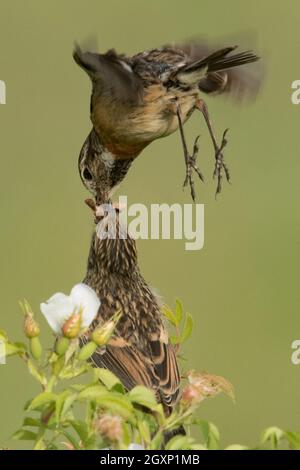 Stonechat europei (Saxicola rubicola), femmina che allattano giovani Foto Stock