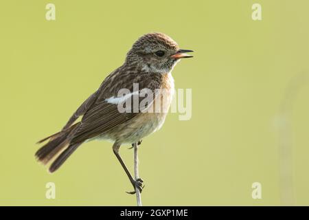 European stonechat (Saxicola rubicola), femmina Foto Stock