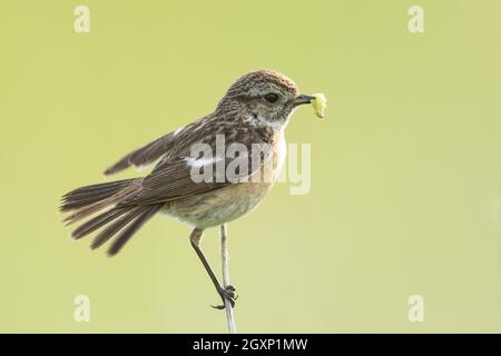 European stonechat (Saxicola rubicola), femmina Foto Stock