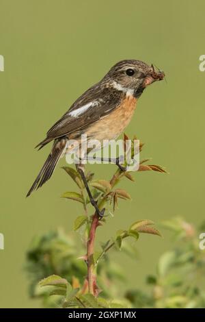 European stonechat (Saxicola rubicola), femmina Foto Stock