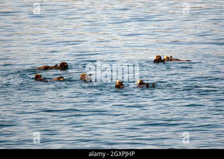 Un gruppo di lontre del mare del nord, Enidra lutris, Alaska, Stati Uniti Foto Stock