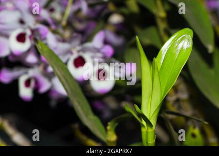 Steli di foglie di Orchidea di Dendrobium (Dendrobium nobile) emergenti Foto Stock