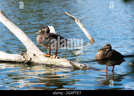 Due anatre di mallardo femmine (platyrhynchos anas) si posano su un ramo di Haskell Creek nella riserva naturale di Sepulveda Basin a Woodley, California USA Foto Stock