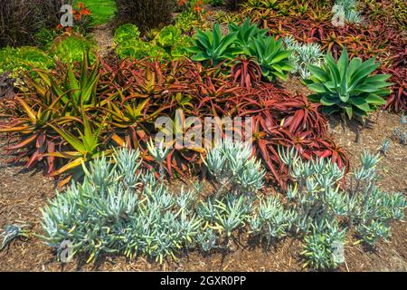 Un giardino misto succulento con piante rosse e verdi Foto Stock