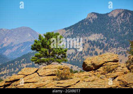 Paesaggio di linea verde pino su massi e sfondo di montagne del deserto Foto Stock