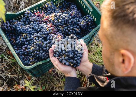 Primo piano sulle mani di un uomo sconosciuto che tiene un mazzo di uve rosse in vigna sopra il cesto o scatola piena di uve raccolte copia spazio vista dall'alto Foto Stock