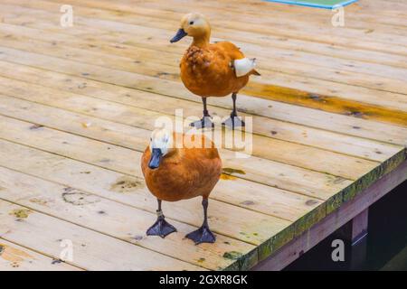 Immagine di un'anatra maledetta (marrone anatra). Luogo di ripresa: Yokohama-città prefettura di kanagawa Foto Stock