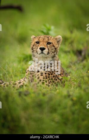 Primo piano del cucciolo di ghepardo che giace sulla testa di sollevamento Foto Stock