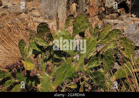 Dettaglio di un molto spinosa cactus cresce nel Langtang National Park, Nepal. Foto Stock