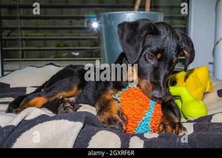 carino cucciolo beauceron che gioca con il suo giocattolo palla Foto Stock