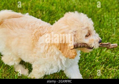 Golden Retriever da vicino con bastone in erba Foto Stock