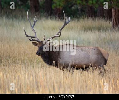 Montagna rocciosa toro alce durante la caduta solchi in Colorado Montagne Rocciose Stati Uniti Foto Stock