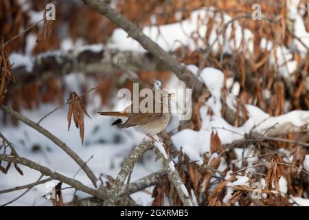 Hermit Thrush (Catharus guttatus) cantando da un ramo morto sopra la neve Foto Stock