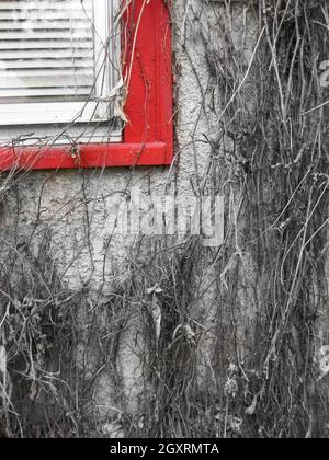 L'angolo di una finestra dipinta di rosso è coperto di sottili viti in crescita sul lato di una casa abbandonata Foto Stock