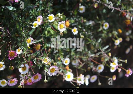 Madre della natura crea tutto per noi Foto Stock